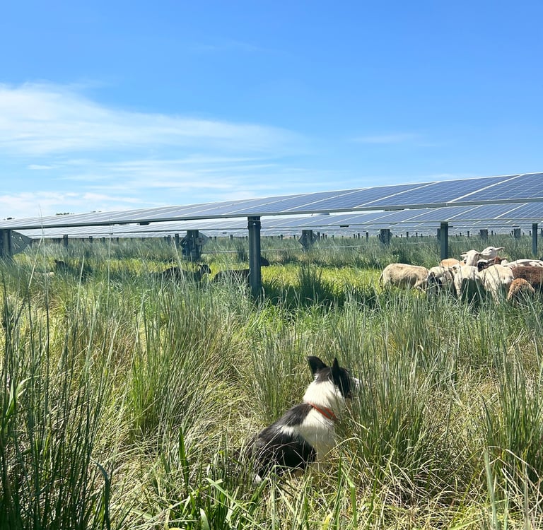 border collie watching sheep graze in solar field