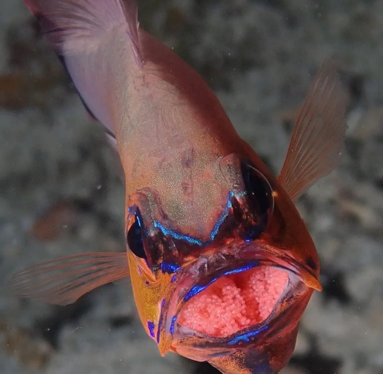 frontal view of a brooding cardinal fish, with eggs on its mouth