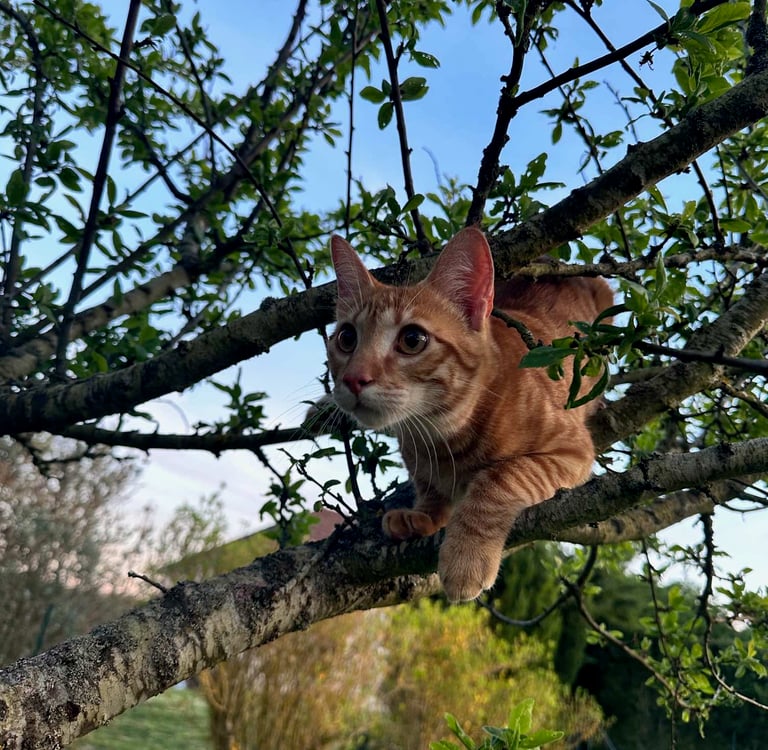 pourquoi loki et compagnie communication animale