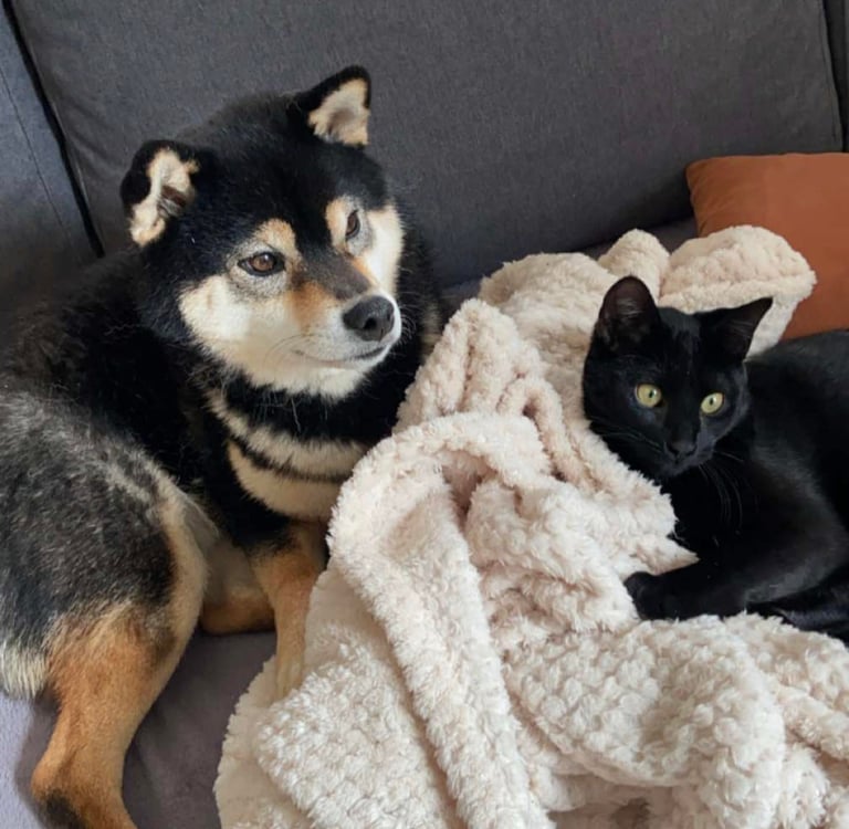 comment faire une communication animale