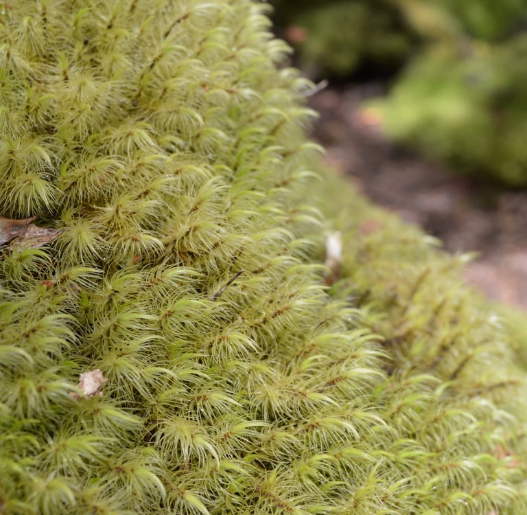 Southland moss