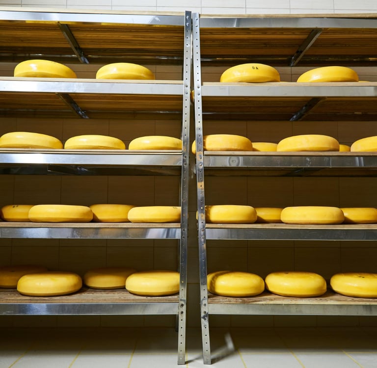 Round wheels of yellow artisanal cheese aging on wooden shelves in a professional creamery cellar.