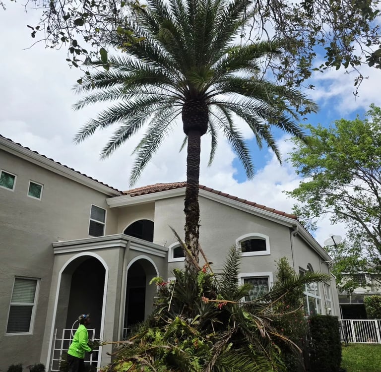 Professional landscaping service trimming a tall palm tree in front of a residential home.