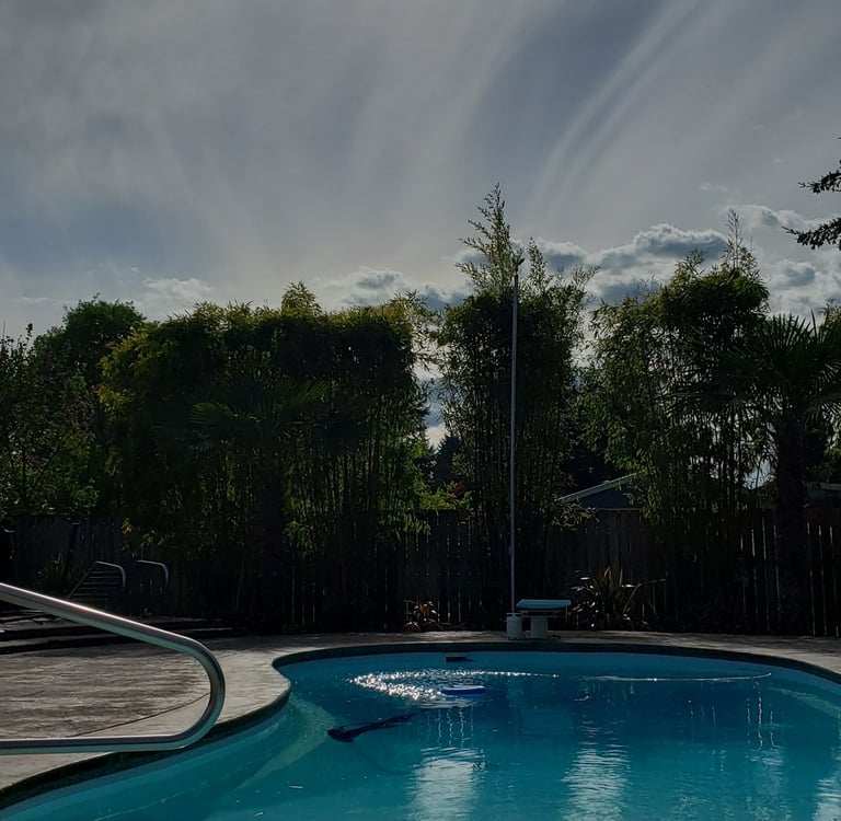 bamboo and palm trees