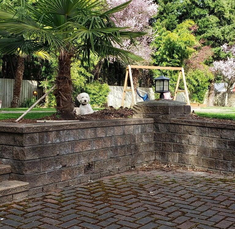 dog in a tropical yard