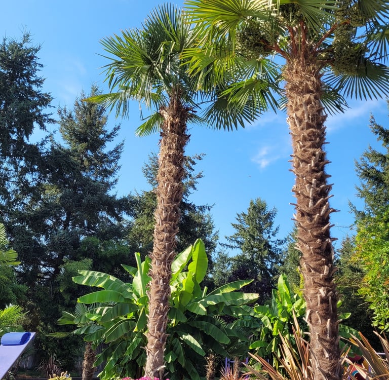 30' windmill palms with banana palms in the background