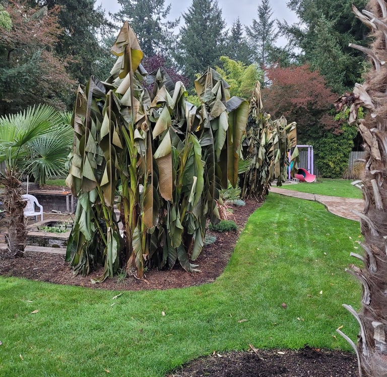 Banana palms early winter after first freeze