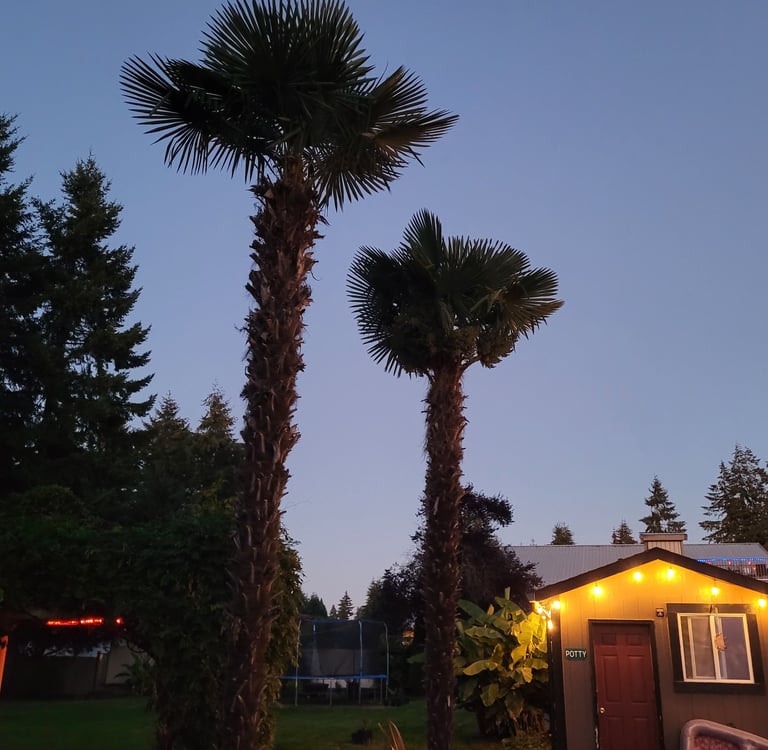 Adult Windmill Palms