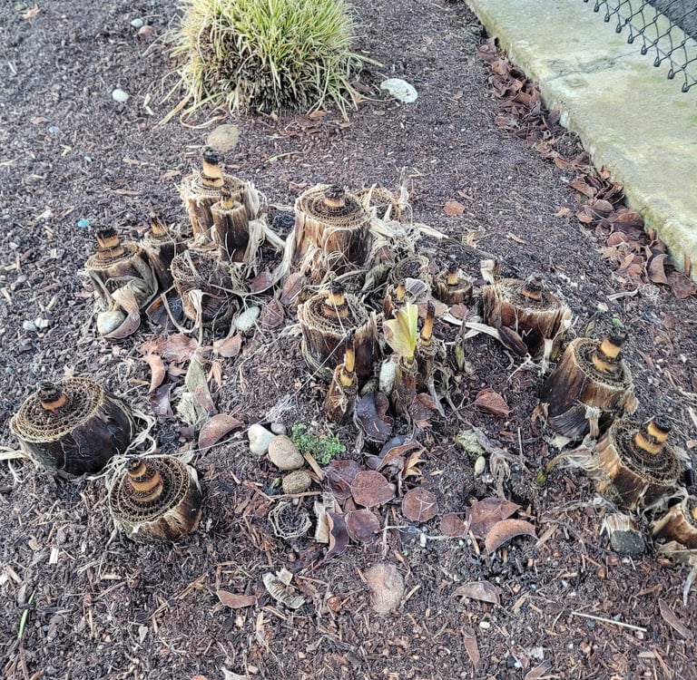 Banana palms ready for winter