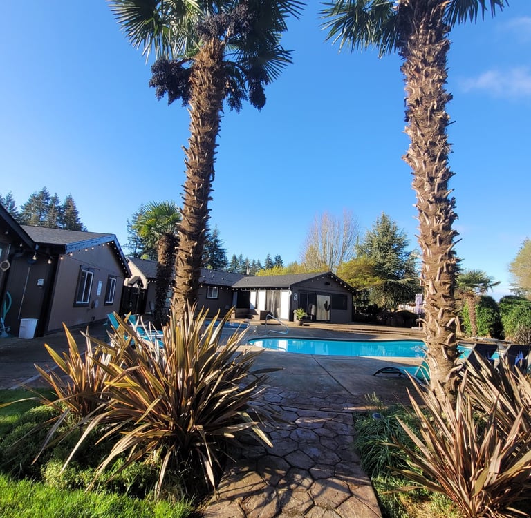 mature windmill palms