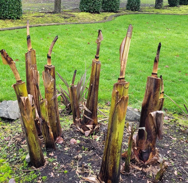 banana palms cut to early, before the first solid freeze