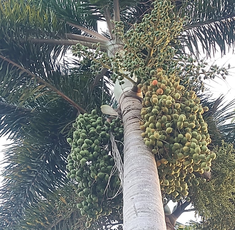 large fruit clusters