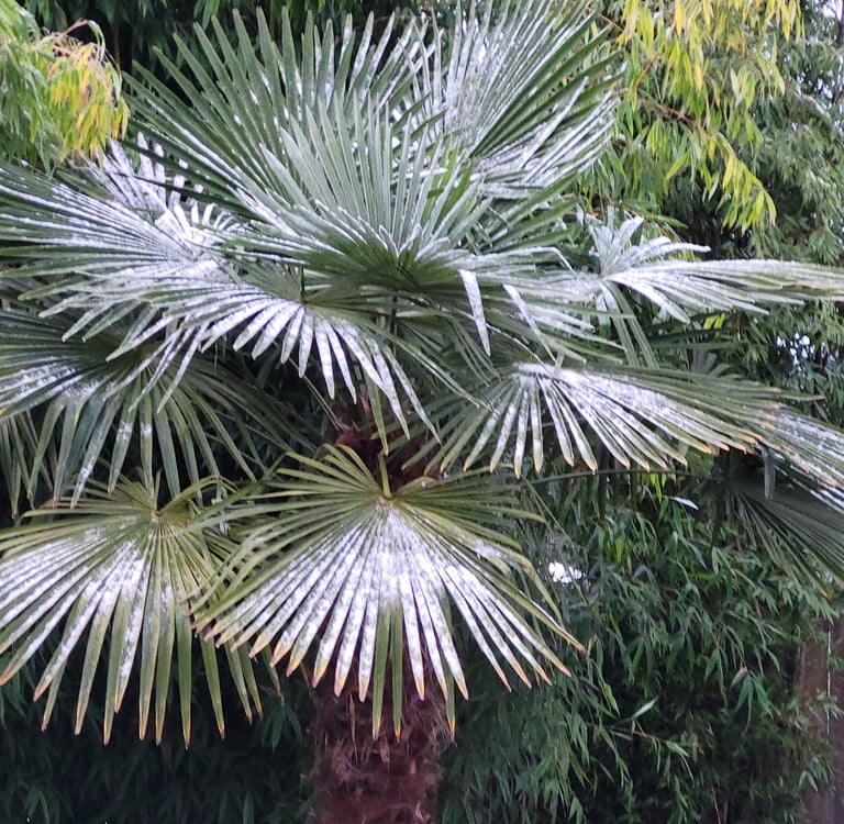 a palm tree in a backyard with a bench and a bench