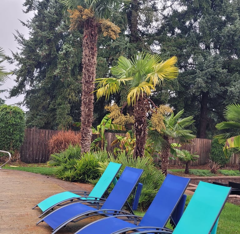 25' Windmill Palm amongst others