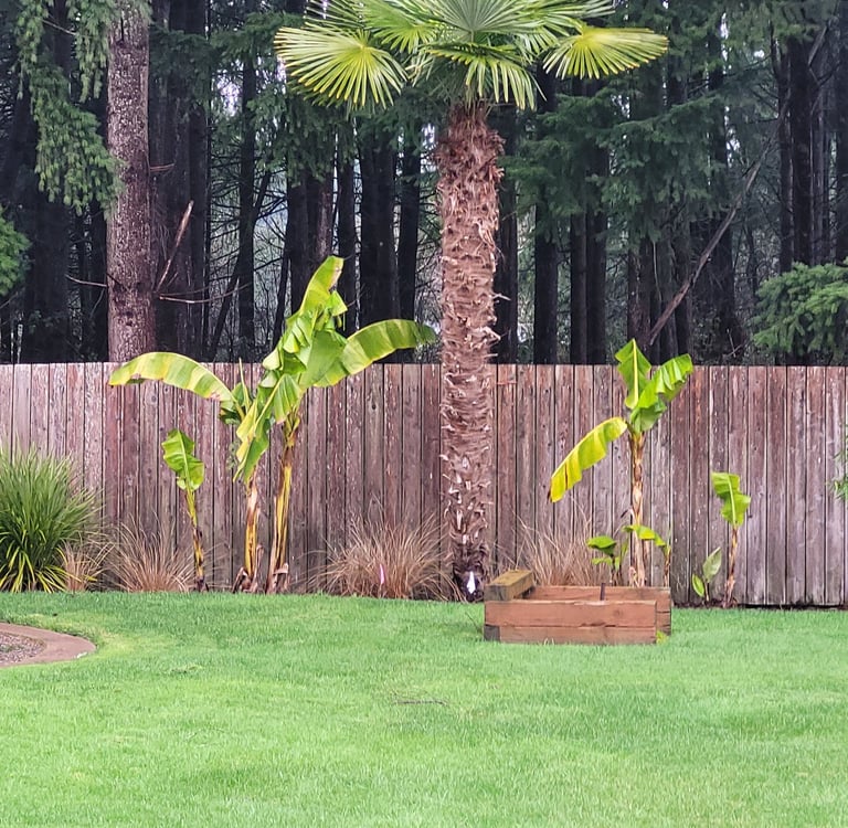 mature windmill palm / banana palms early winter