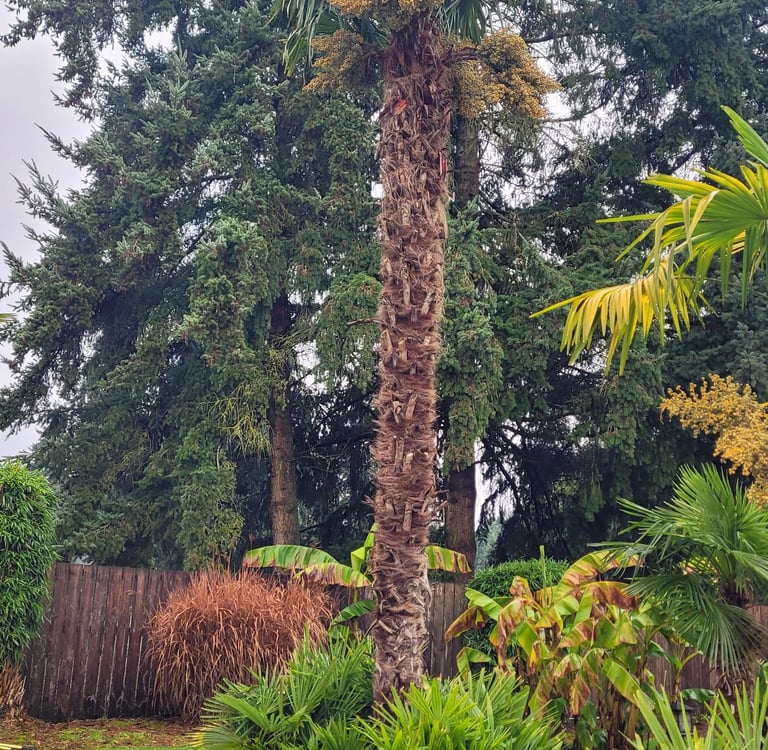 propagating windmill palms