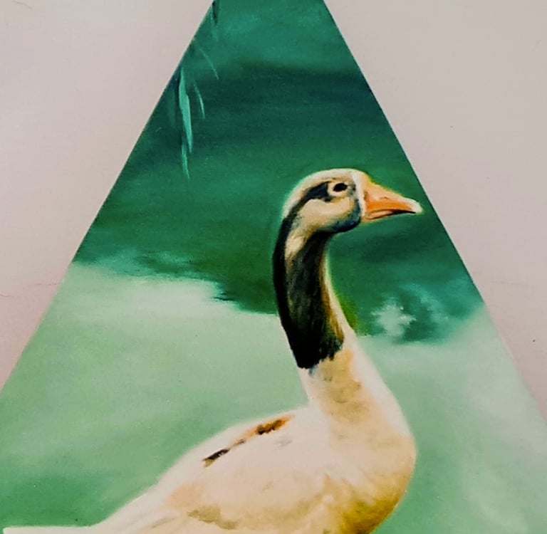 Oil - duck of the Ibirapuera Park.