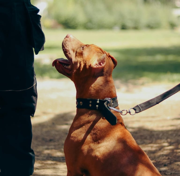 Un chien attentif, détendu et heureux.