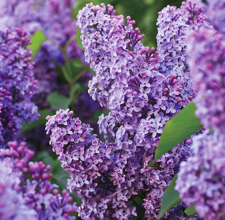 Close-up of vibrant purple lilac flowers blooming on a bush in a spring garden.