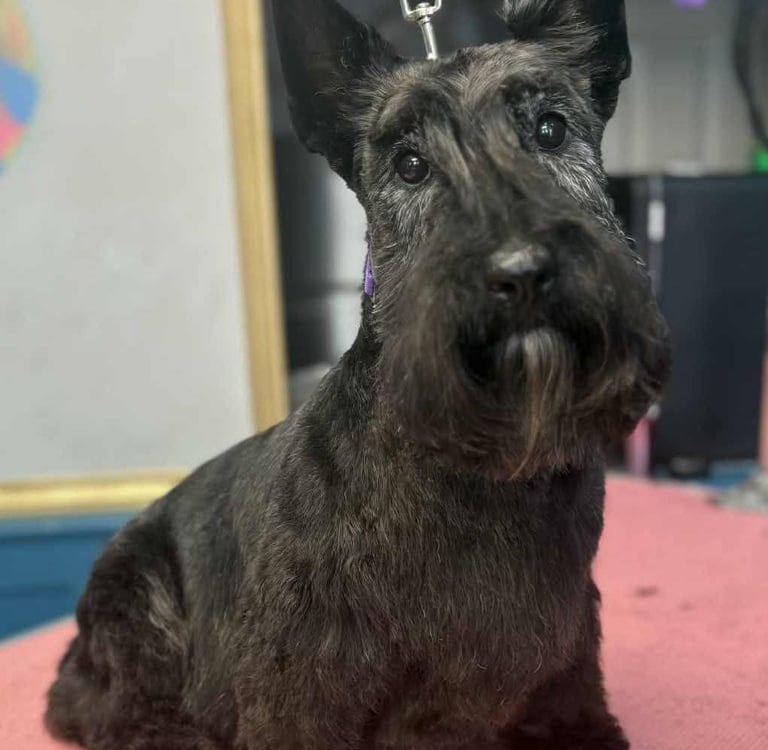 All breeds styled to perfected and picture perfect