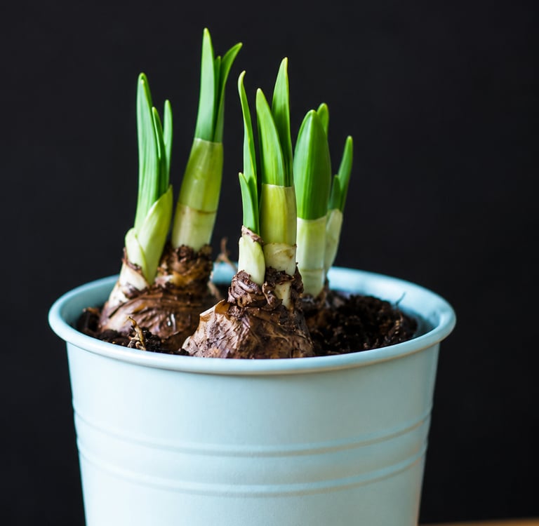 Young flower bulbs sprouting fresh green shoots in a light blue container filled with potting soil.