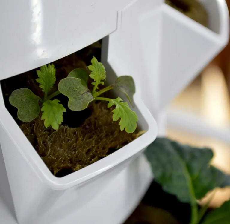 Young vegetable seedlings growing in a vertical balcony planter, ideal for small-space container veg