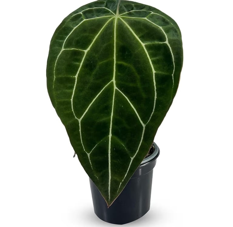 Anthurium crystallinum velvet leaf indoor plant with prominent white veins, suitable for sphagnum