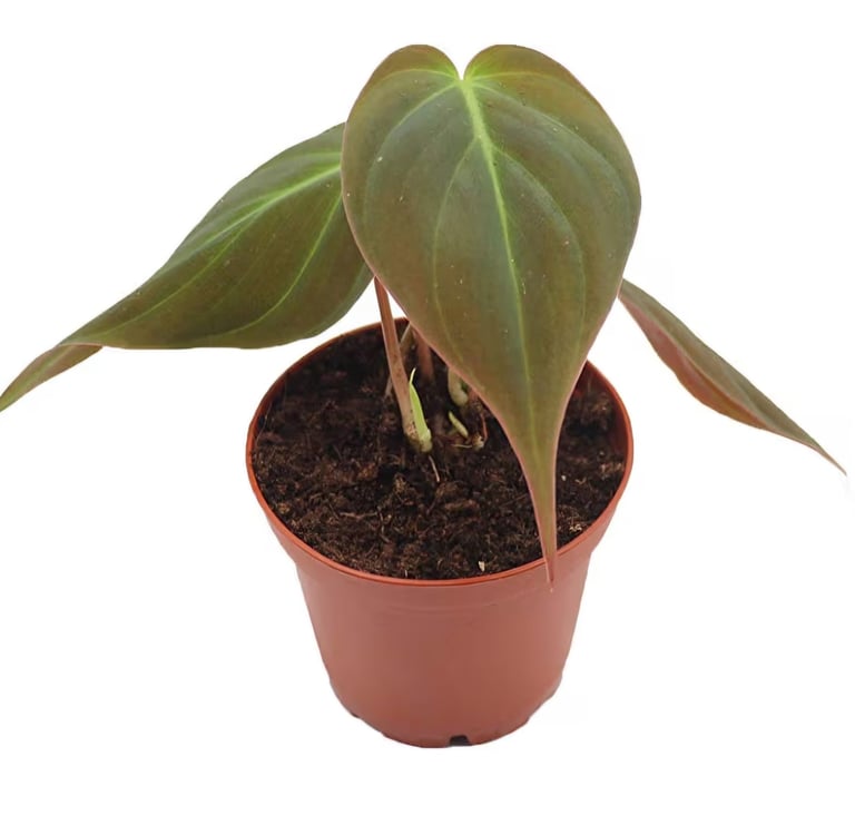 Philodendron micans trailing velvet plant cutting, ideal for sphagnum moss propagation