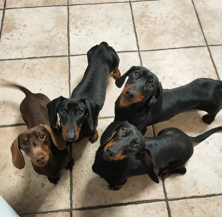 Four adorable black and tan and chocolate dachshund puppies looking up on a tiled kitchen floor.