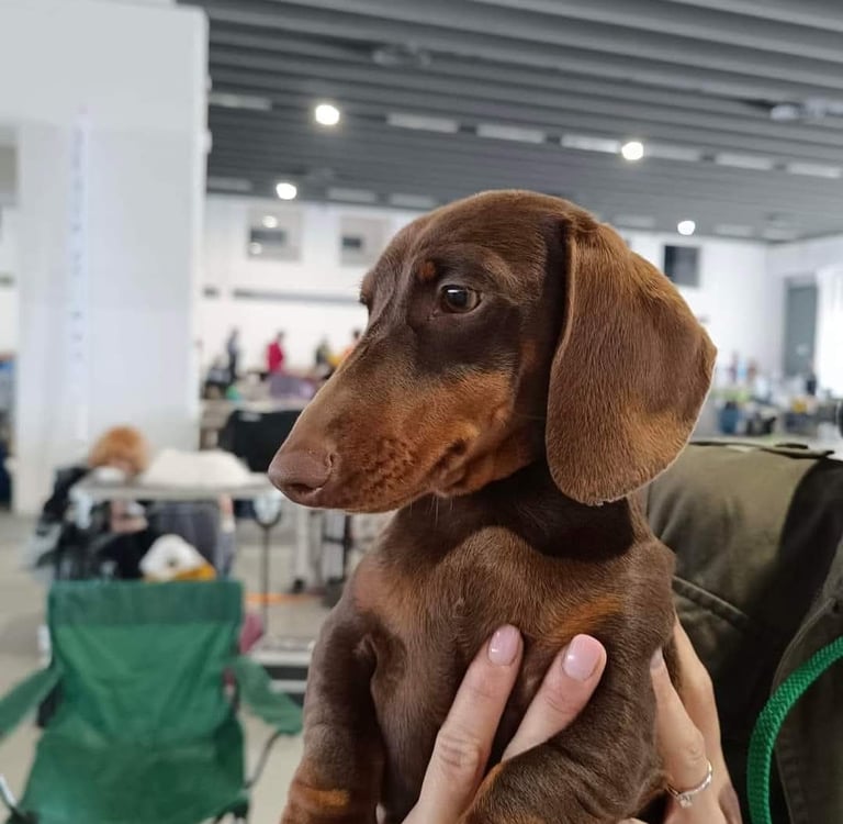 A brown chocolate and tan miniature dachshund puppy being held at a dog show. Ferrara