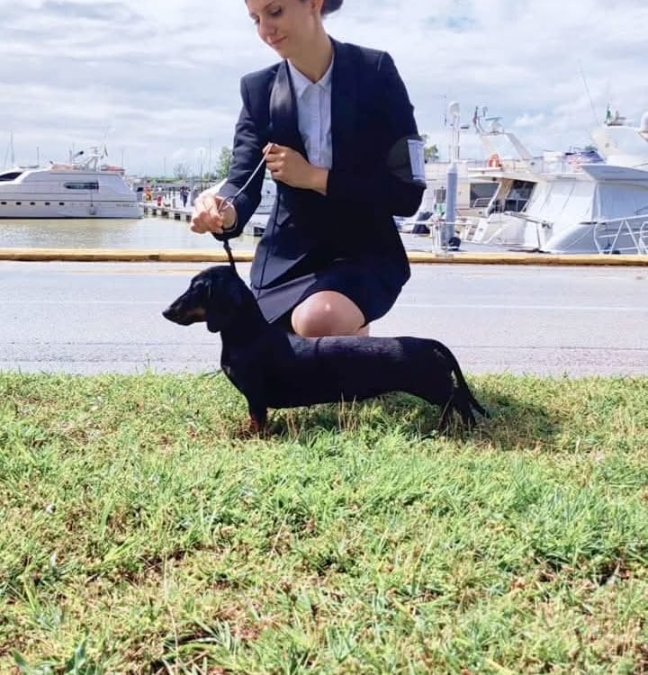 Professional handler posing a black dachshund at a dog show near a sunny marina. Ferrara