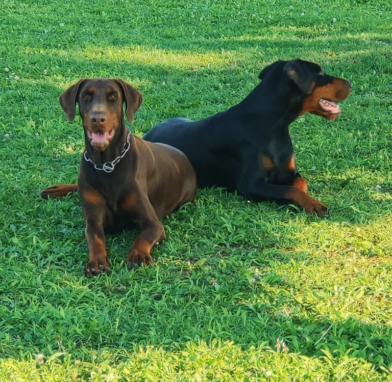 A brown and black Doberman Pinscher pair resting on a lush green lawn in the sunlight.