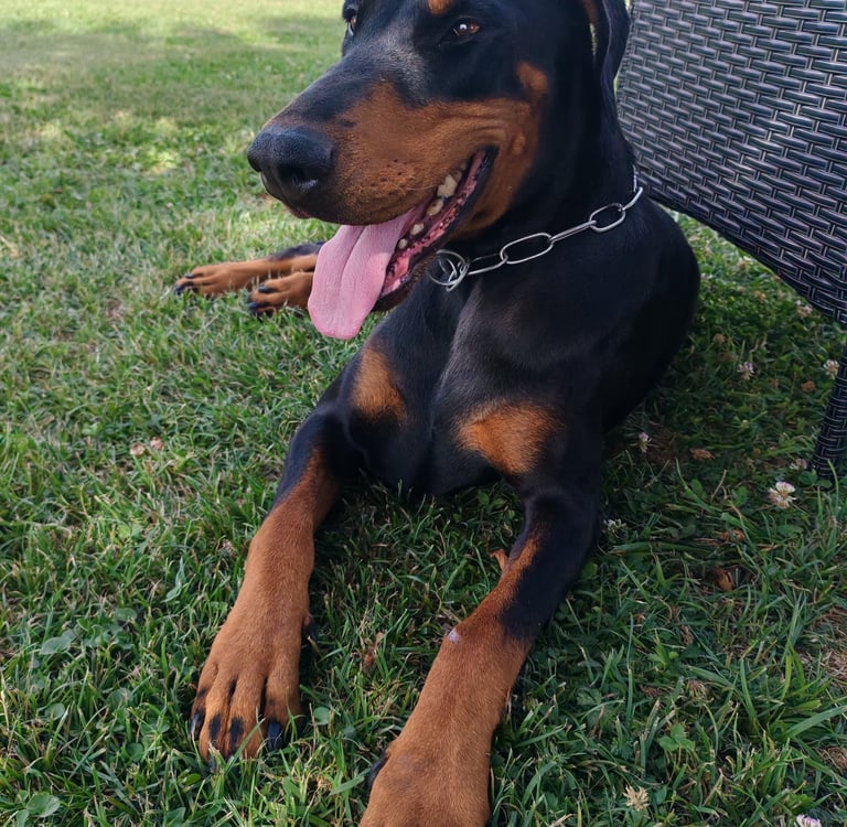 A black and tan Doberman Pinscher puppy with uncropped ears relaxing on a green lawn.