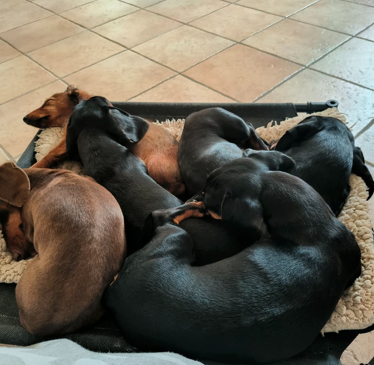 Bassotti Ferrara Emilia Romagna