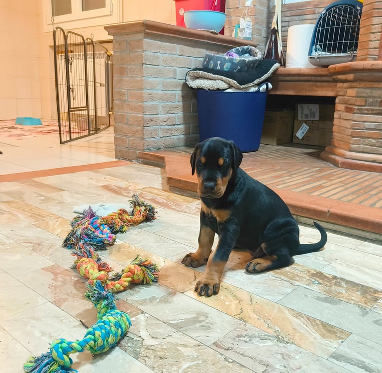 A black and tan dobermann puppy sitting on a marble floor next to a colorful rope tug toy indoors.