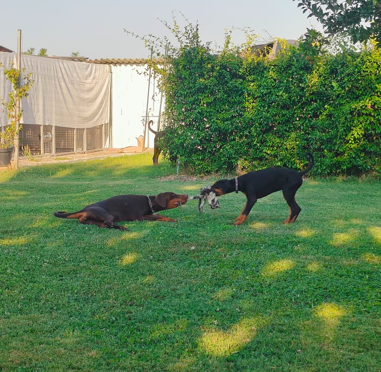 Two Doberman Pinscher dogs playing tug of war with a toy on a green grass lawn. Mesola Ferrara emili