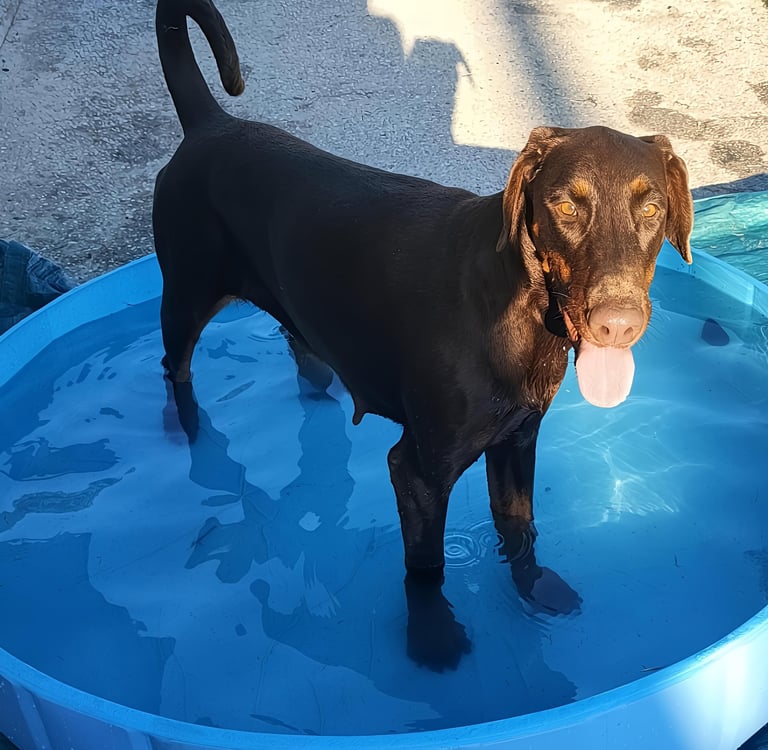 A brown dobermann Mesola Ferrara emilia romagna