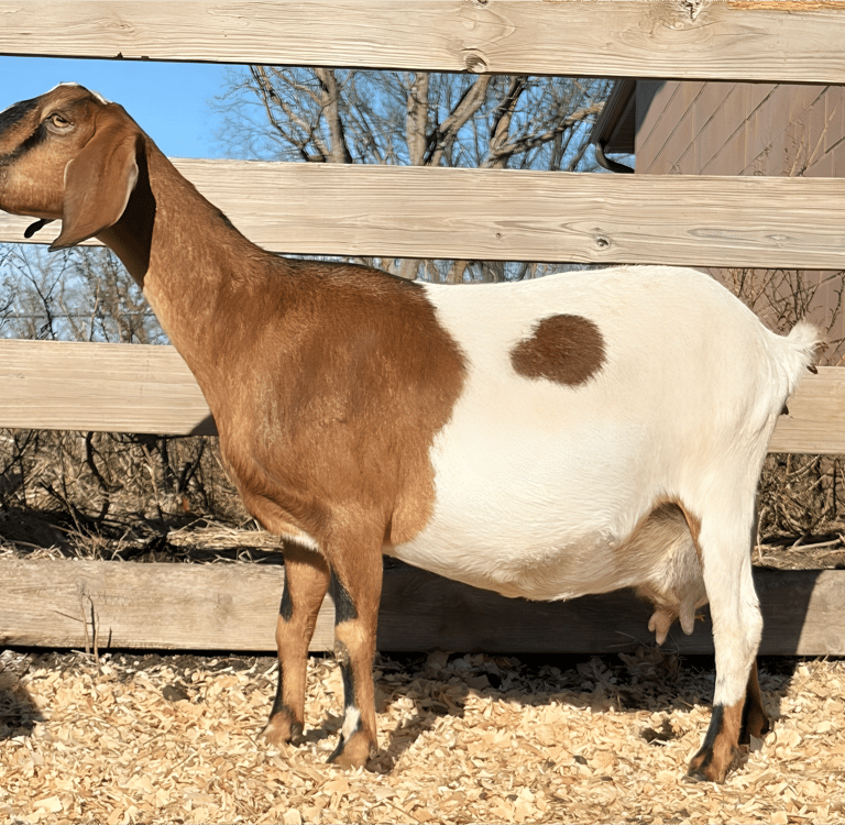 Half brown and half white goat 
