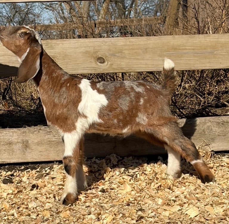 Brown goat with white spots stretching 