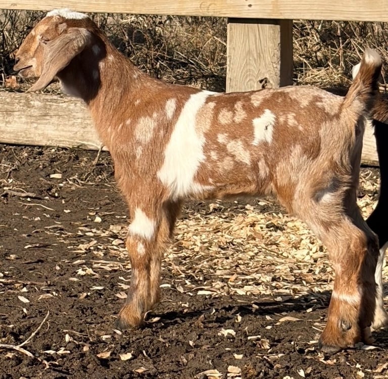 Brown goat with white spots standing near fence 
