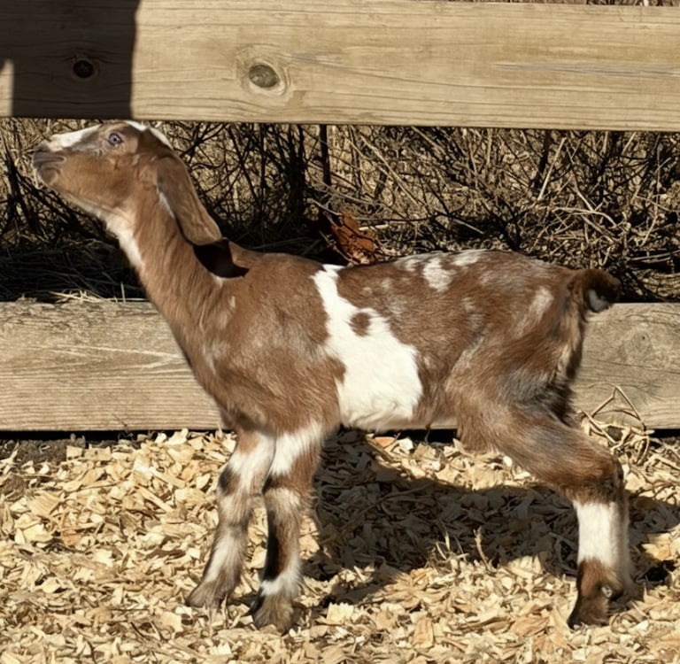 Brown and white goat getting ready to run