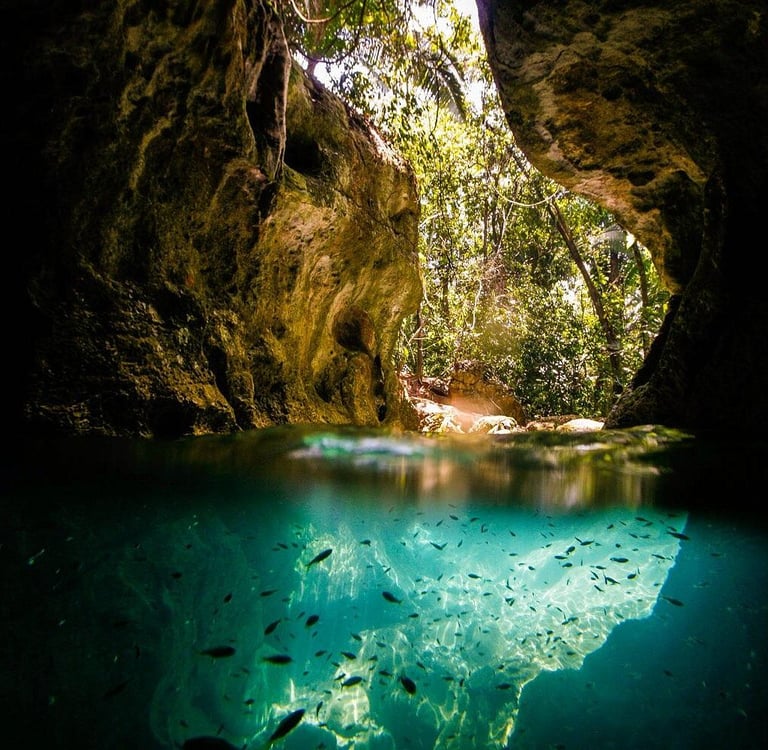 A split underwater shot of a tropical cenote cave with a school of fish and a lush jungle opening.