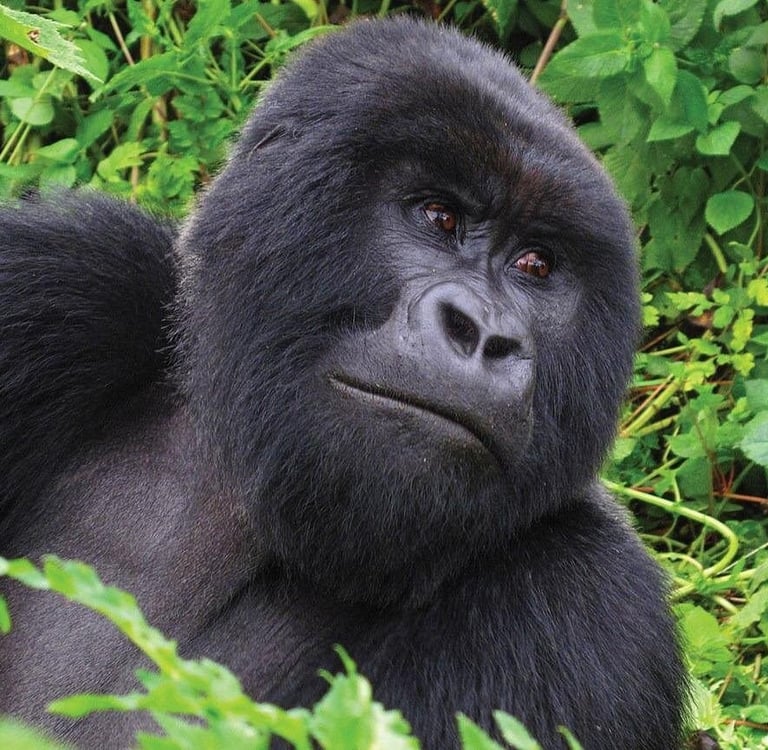 A powerful silverback mountain gorilla resting in the lush green foliage of a tropical jungle habitat.