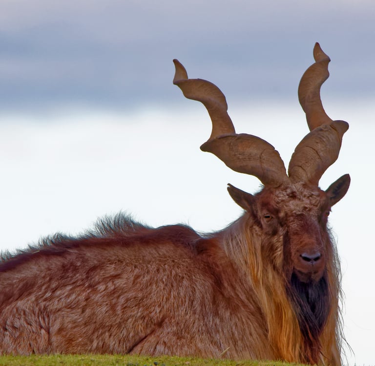 A Markhor wild goat with large spiral horns resting on a grassy hill against a cloudy sky.