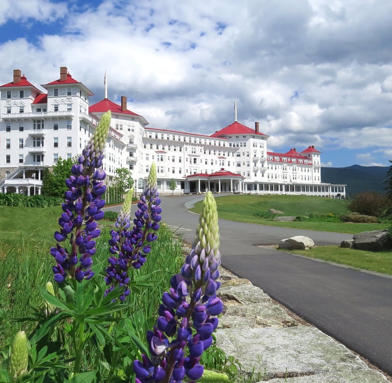 Purple lupine flowers blooming in front of the historic Mount Washington Hotel in New Hampshire.