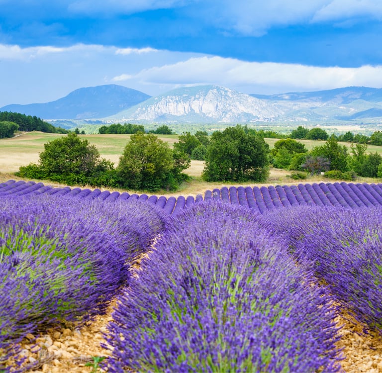 Blooming purple lavender fields in Provence with mountains and a cloudy blue sky in the background.
