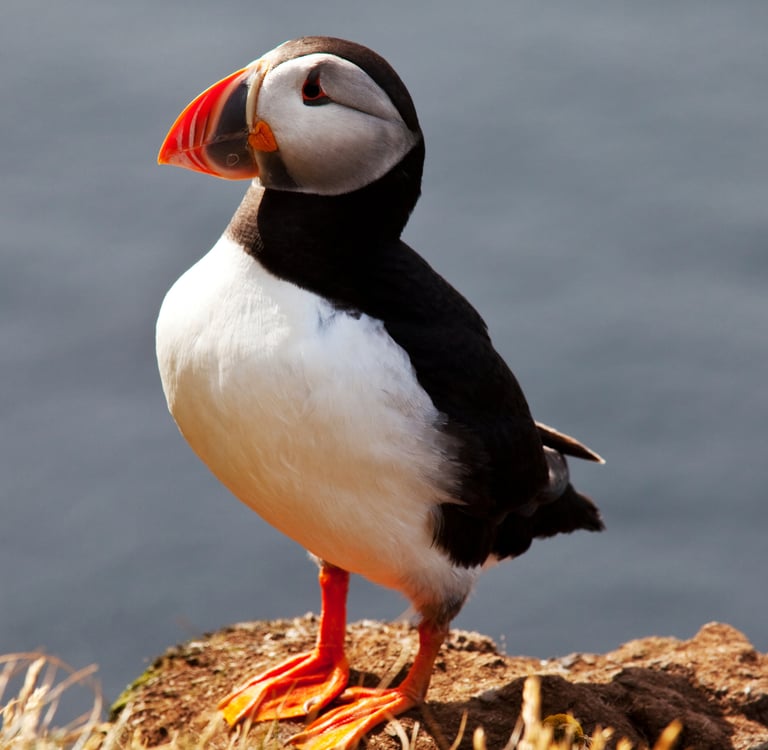 An Atlantic Puffin with a colorful beak standing on a rocky cliff edge overlooking the ocean.