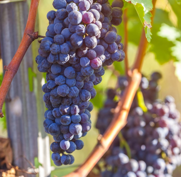 Clusters of ripe purple wine grapes hanging on a grapevine in a sunlit vineyard during harvest.