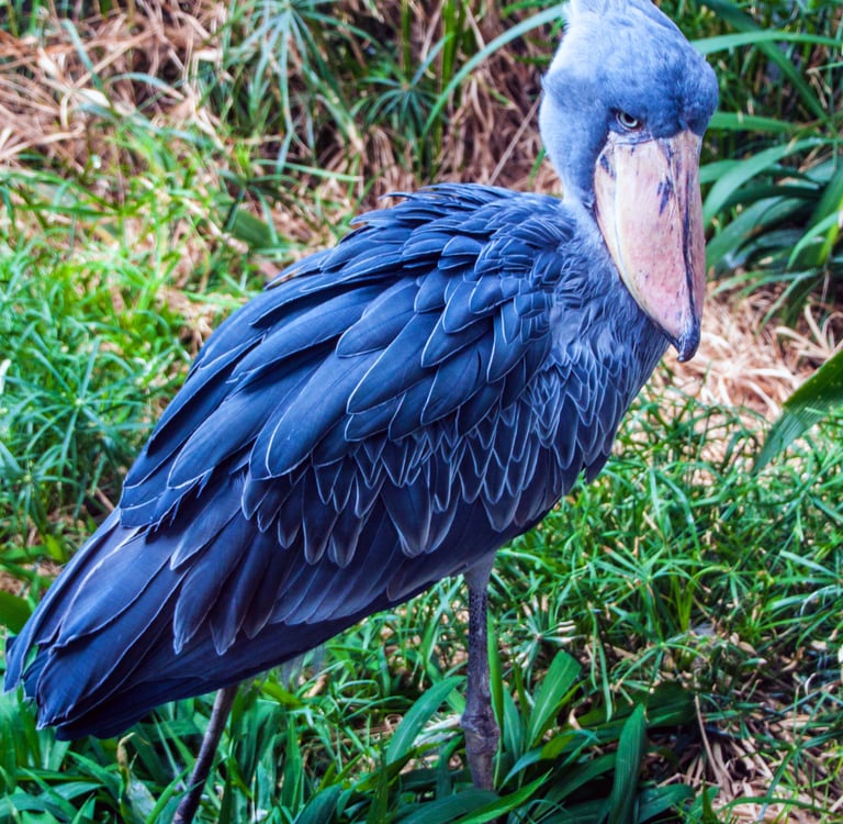 A grey Shoebill stork with its unique whale-headed beak standing in green marsh grass.