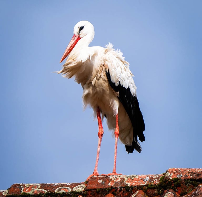 Storch sitzt au einem Hausdach